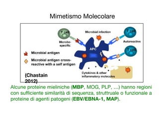 Mimetismo Molecolare
Alcune proteine mieliniche (MBP, MOG, PLP, …) hanno regioni
con sufficiente similarità di sequenza, struttruale o funzionale a
proteine di agenti patogeni (EBV/EBNA-1, MAP).
(Chastain
2012)
 