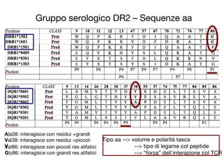 Gruppo serologico DR2 – Sequenze aa
Val86: interagisce con piccoli res alifatici
Gly86: interagisce con grandi res alifatici
Ala38: interagisce con residui +grandi
Val38: interagisce con residui +piccoli
V
Tipo aa --> volume e polarità tasca
--> tipo di legame col peptide
--> “forza” dell'interazione col TCR
 