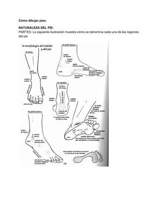 Cómo dibujar pies: 
NATURALEZA DEL PIE: 
PARTES: La siguiente ilustración muestra cómo se denomina cada una de las regiones 
del pie 
 