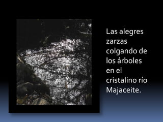 Las alegres
zarzas
colgando de
los árboles
en el
cristalino río
Majaceite.