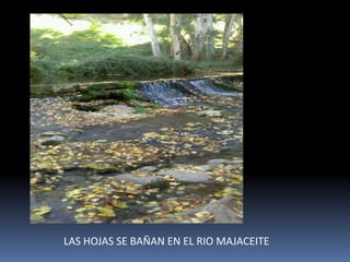LAS HOJAS SE BAÑAN EN EL RIO MAJACEITE