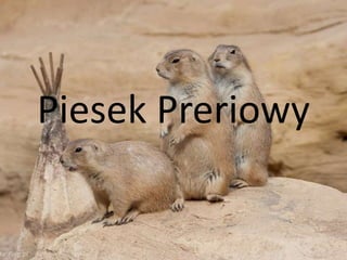Piesek Preriowy
 