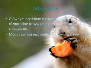 Odżywianie
• Głównym posiłkiem nieświszczuków są
różnorodne trawy, zioła oraz szarańcze i
chrząszcze.
• Mogą również jeść wiele owoców i warzyw
 