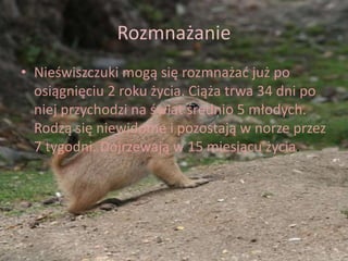 Rozmnażanie
• Nieświszczuki mogą się rozmnażać już po
osiągnięciu 2 roku życia. Ciąża trwa 34 dni po
niej przychodzi na świat średnio 5 młodych.
Rodzą się niewidome i pozostają w norze przez
7 tygodni. Dojrzewają w 15 miesiącu życia.
 