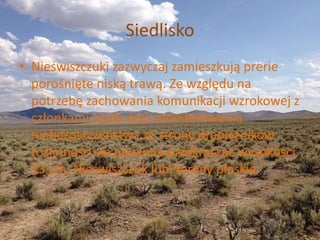 Siedlisko
• Nieświszczuki zazwyczaj zamieszkują prerie
porośnięte niską trawą. Ze względu na
potrzebę zachowania komunikacji wzrokowej z
członkami stada oraz monitorowania
niebezpieczeństwa ze strony drapieżników
roślinność nie powinna przekraczać wysokości
13 cm. Nieświszczuk lubi tereny płaskie.
 