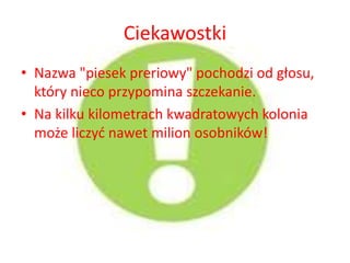 Ciekawostki
• Nazwa "piesek preriowy" pochodzi od głosu,
który nieco przypomina szczekanie.
• Na kilku kilometrach kwadratowych kolonia
może liczyć nawet milion osobników!
 