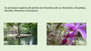 As principais espécies de plantas da Amazônia são as: Bromélias, Orquídeas,
Nenúfar, Heliconia e Sumaúma.
 