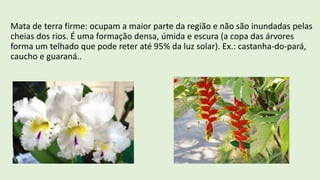 Mata de terra firme: ocupam a maior parte da região e não são inundadas pelas
cheias dos rios. É uma formação densa, úmida e escura (a copa das árvores
forma um telhado que pode reter até 95% da luz solar). Ex.: castanha-do-pará,
caucho e guaraná..
 