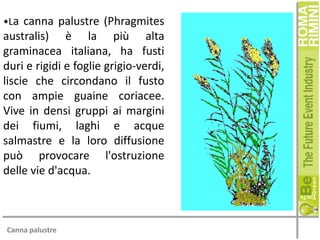 •La canna palustre (Phragmites

australis) è la più alta
graminacea italiana, ha fusti
duri e rigidi e foglie grigio-verdi,
liscie che circondano il fusto
con ampie guaine coriacee.
Vive in densi gruppi ai margini
dei fiumi, laghi e acque
salmastre e la loro diffusione
può provocare l'ostruzione
delle vie d'acqua.

Canna palustre

 