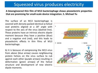 Squeezed virus produces electricity
A bioengineered thin film of M13 bacteriophage shows piezoelectric properties
that are promising for small-scale device integration. S. Michael Yu
The surface of an M13 bacteriophage is
covered with densely packed identical α-helical
coat proteins aligned at a 20° angle with
respect to the axis of the virus (dashed line).
These proteins have an intrinsic electric dipole
moment because they have a positive (blue)
and a negative end (red), and this leads to
piezoelectric effects in thin films of M13
bacteriophage.
b) It is because of compressing the M13 virus
from above (blue arrow) causes neighbouring
protein helices on the virus surface to rub
against each other (purple arrows) resulting in
deformation (green arrows) of the helical
structure and development of new electric
dipole moments.
 