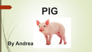 PIG
PIG
By Andrea
 