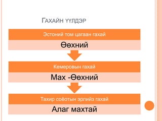 ГАХАЙН ҮҮЛДЭР
Тахир соёотын эрлийз гахай
Алаг махтай
Кемеровын гахай
Мах -Өөхний
Эстоний том цагаан гахай
Өөхний
 