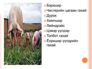  Бэркшир
 Честерийн цагаан гахай
 Дурок
 Хемпшир
 Лейндрэйс
 Цэвэр үүлдэр
 Толбот гахай
 Ёоркшир үүлдрийн
гахай
 