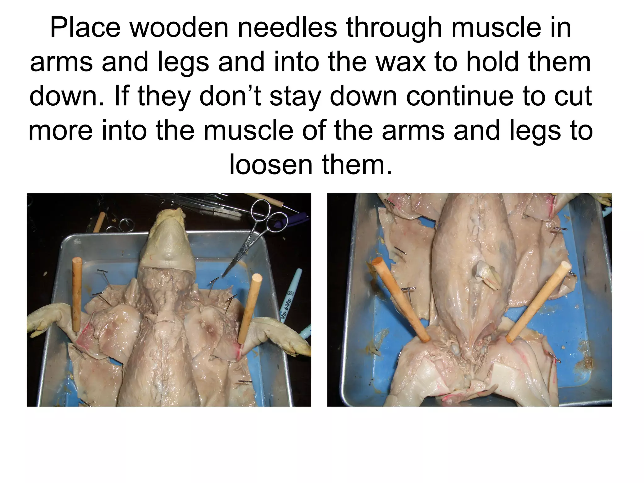 Place wooden needles through muscle in
arms and legs and into the wax to hold them
down. If they don’t stay down continue to cut
more into the muscle of the arms and legs to
loosen them.
 