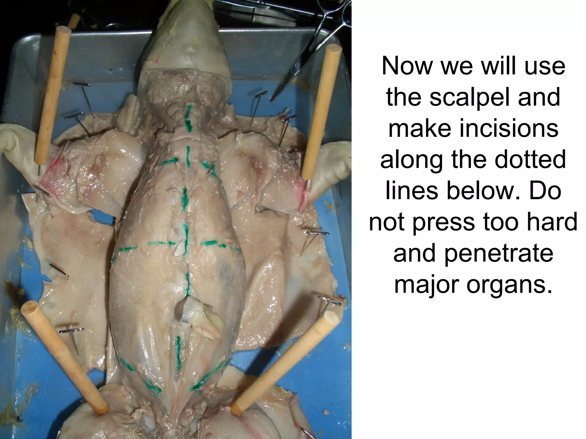 Now we will use
the scalpel and
make incisions
along the dotted
lines below. Do
not press too hard
and penetrate
major organs.
 