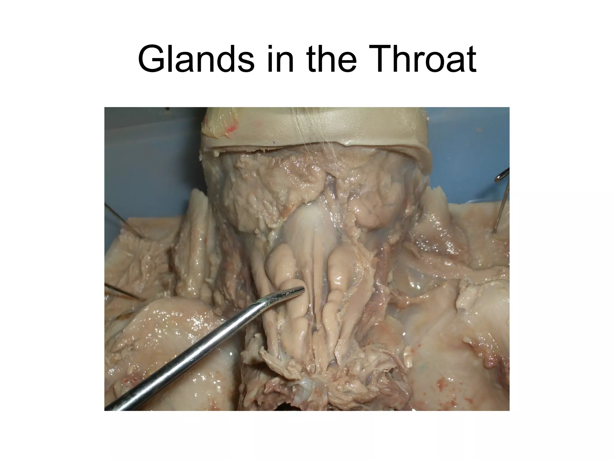 Glands in the Throat
 