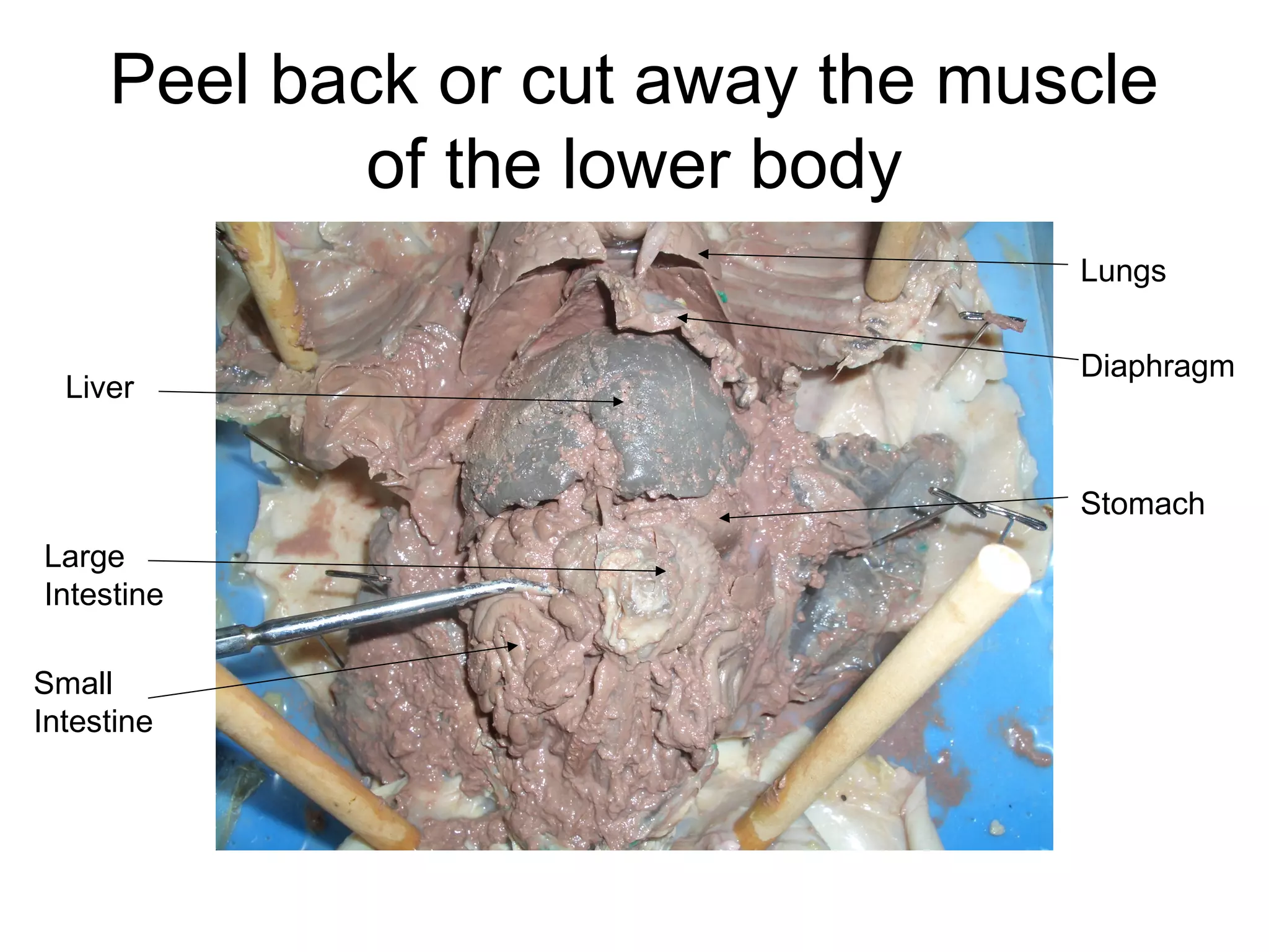 Peel back or cut away the muscle
of the lower body
Liver
Small
Intestine
Large
Intestine
Diaphragm
Lungs
Stomach
 