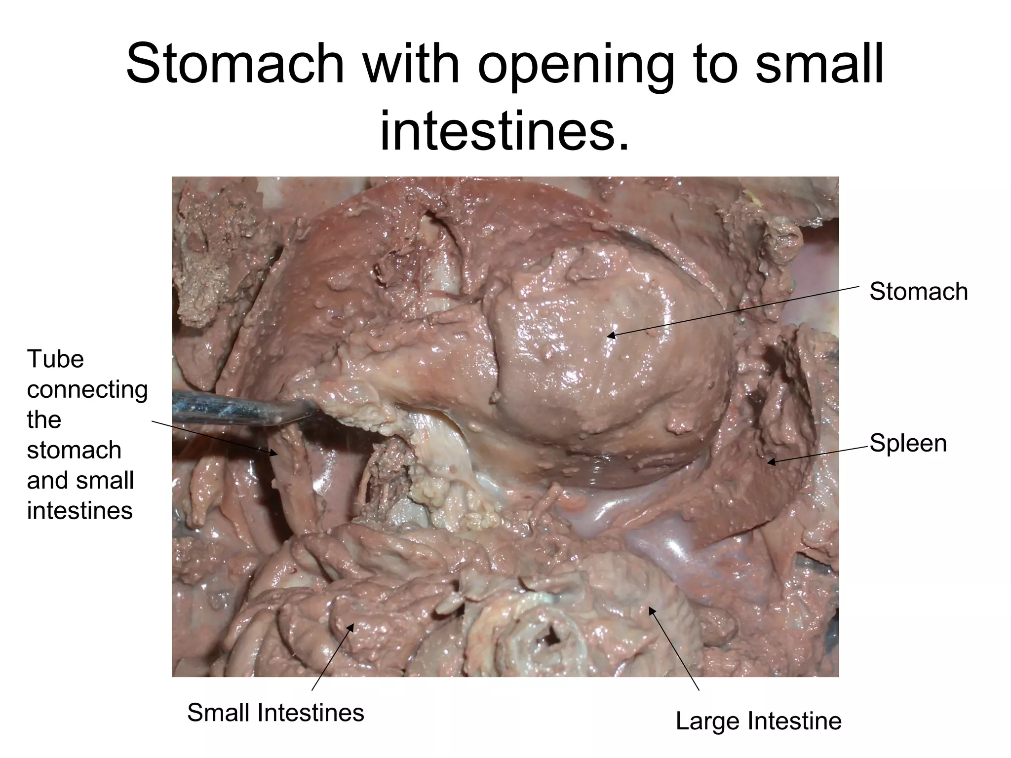 Stomach with opening to small
intestines.
Small Intestines
Tube
connecting
the
stomach
and small
intestines
Stomach
Large Intestine
Spleen
 