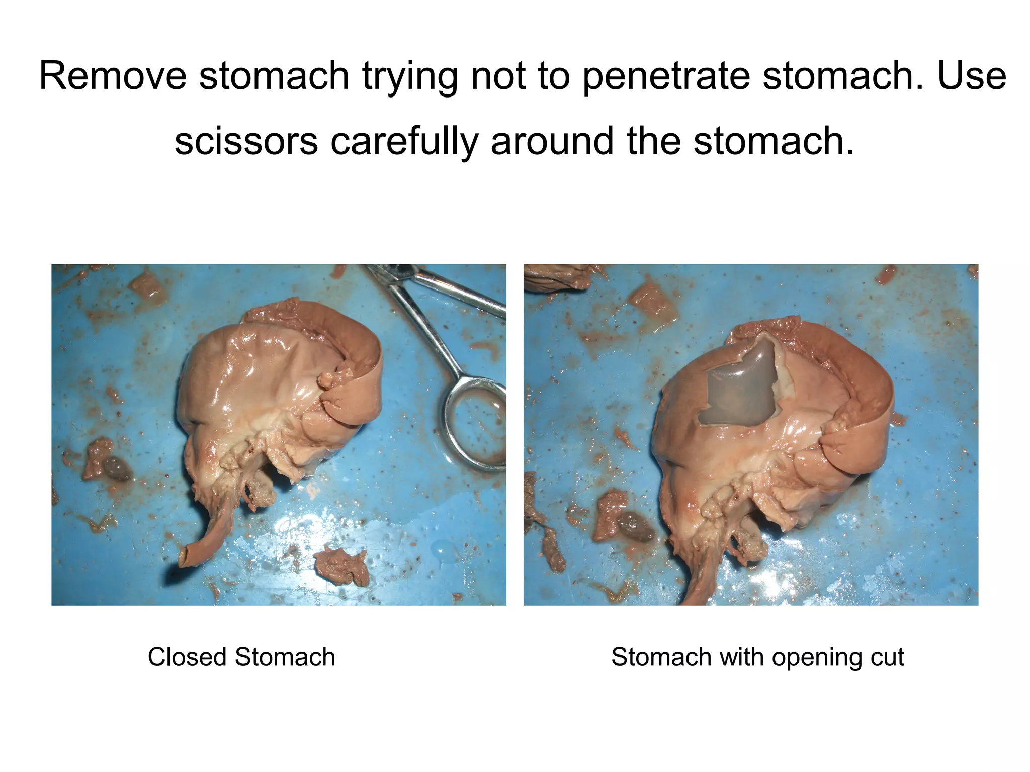 Remove stomach trying not to penetrate stomach. Use
scissors carefully around the stomach.
Closed Stomach Stomach with opening cut
 