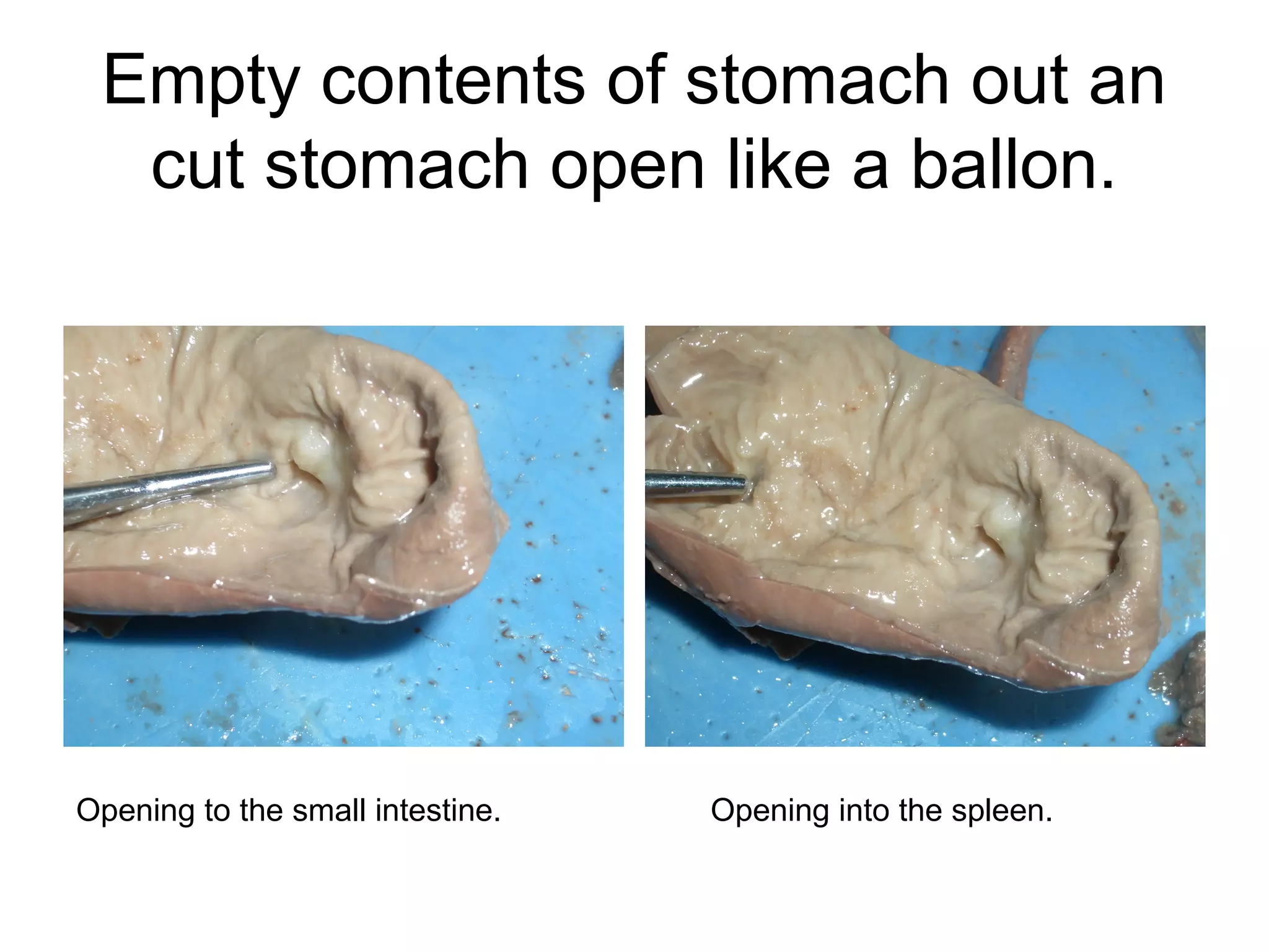 Empty contents of stomach out an
cut stomach open like a ballon.
Opening to the small intestine. Opening into the spleen.
 