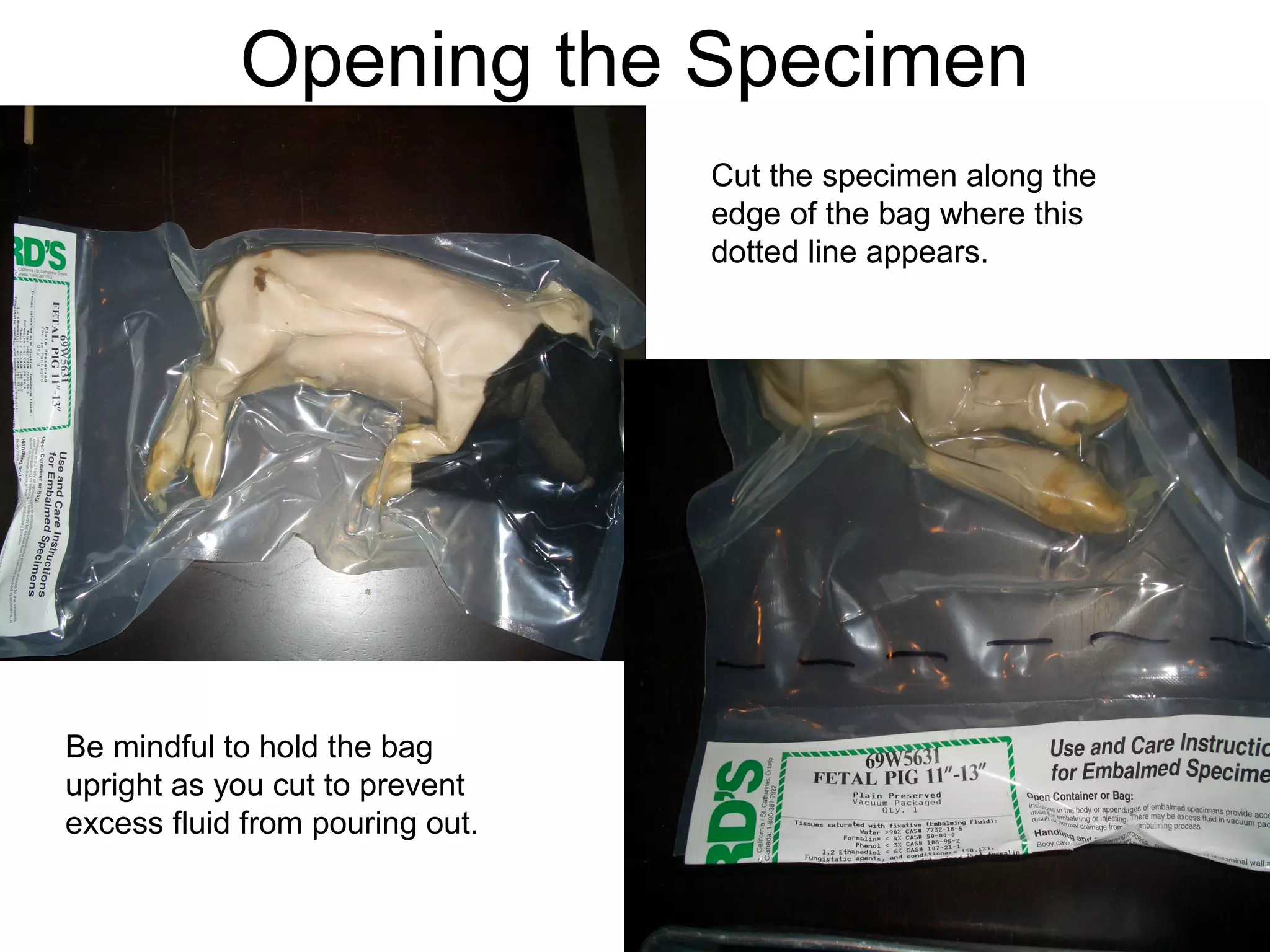 Opening the Specimen
Cut the specimen along the
edge of the bag where this
dotted line appears.
Be mindful to hold the bag
upright as you cut to prevent
excess fluid from pouring out.
 