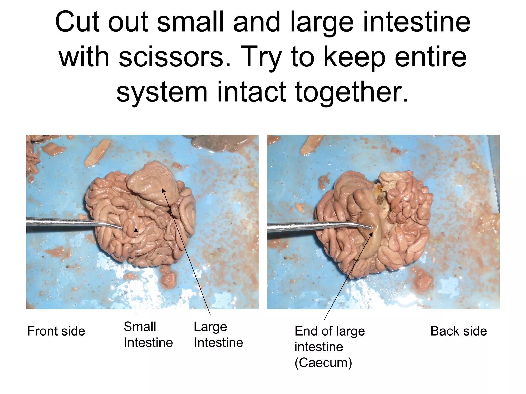 Cut out small and large intestine
with scissors. Try to keep entire
system intact together.
Front side Back sideSmall
Intestine
Large
Intestine
End of large
intestine
(Caecum)
 