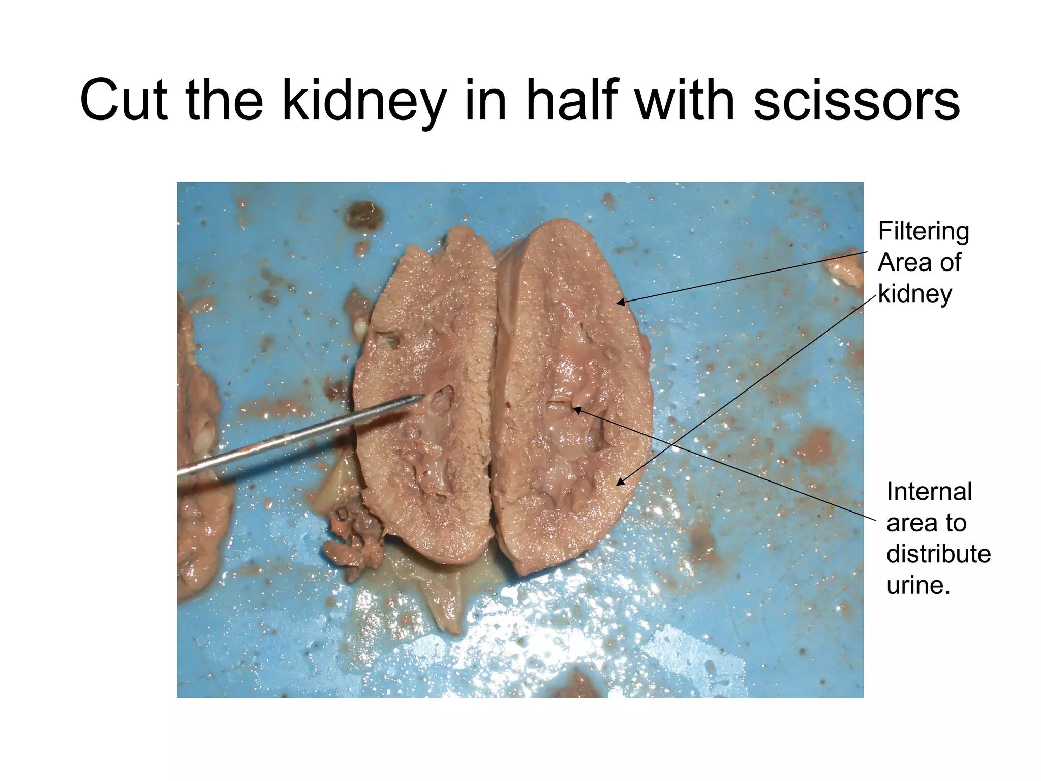 Cut the kidney in half with scissors
Filtering
Area of
kidney
Internal
area to
distribute
urine.
 