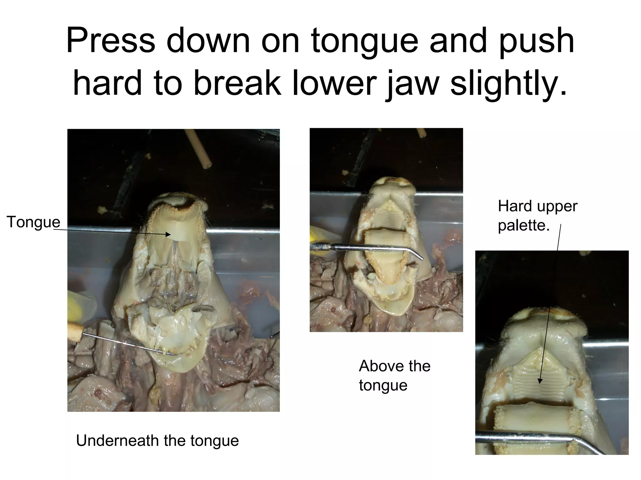 Press down on tongue and push
hard to break lower jaw slightly.
Underneath the tongue
Tongue
Above the
tongue
Hard upper
palette.
 