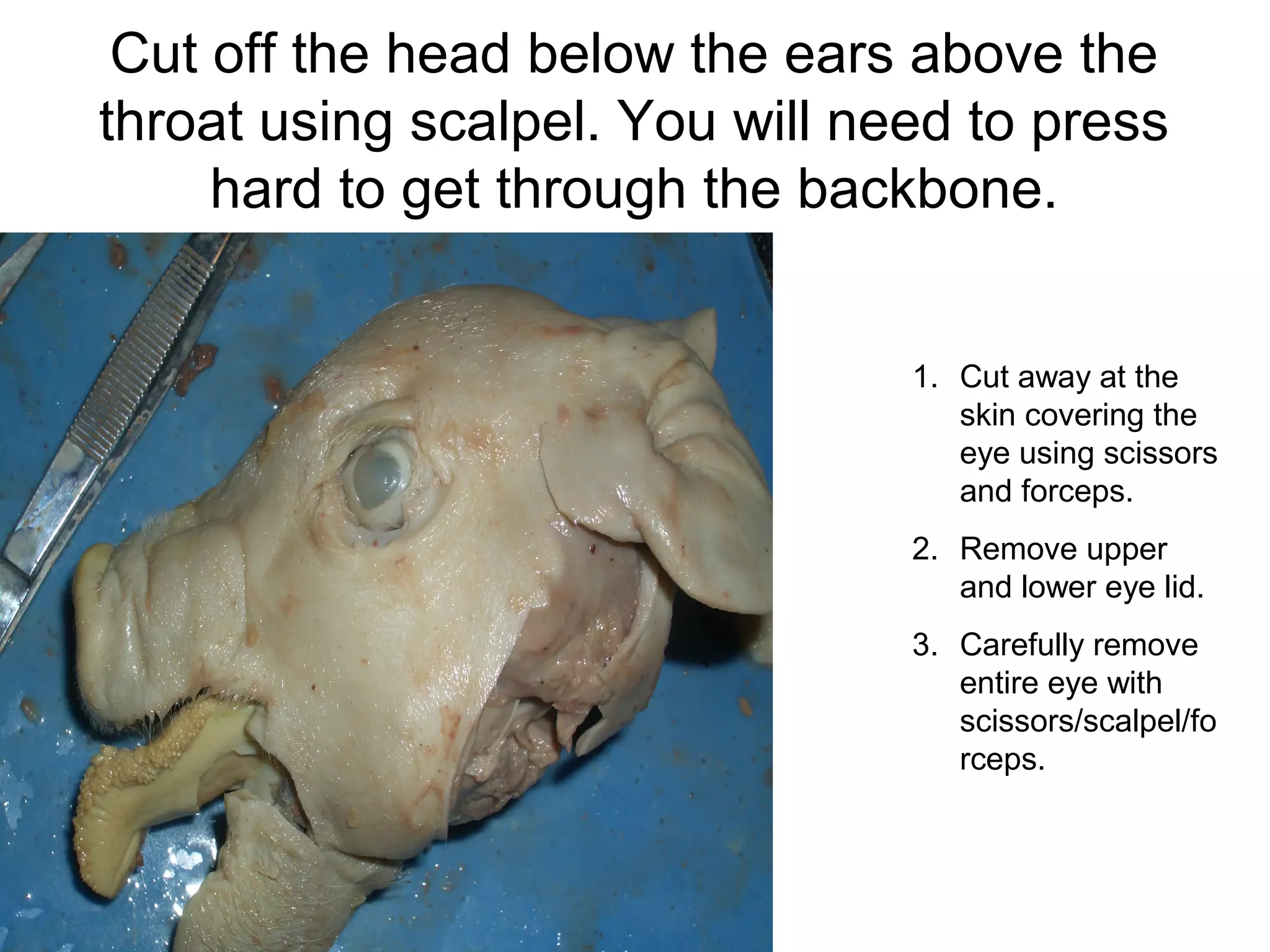 Cut off the head below the ears above the
throat using scalpel. You will need to press
hard to get through the backbone.
1. Cut away at the
skin covering the
eye using scissors
and forceps.
2. Remove upper
and lower eye lid.
3. Carefully remove
entire eye with
scissors/scalpel/fo
rceps.
 