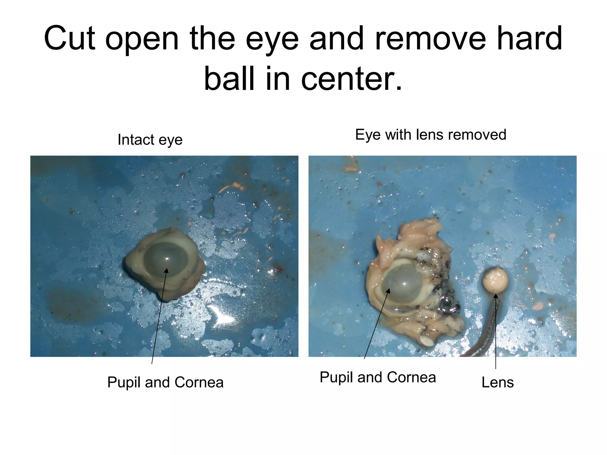 Cut open the eye and remove hard
ball in center.
Intact eye Eye with lens removed
Pupil and Cornea Pupil and Cornea Lens
 