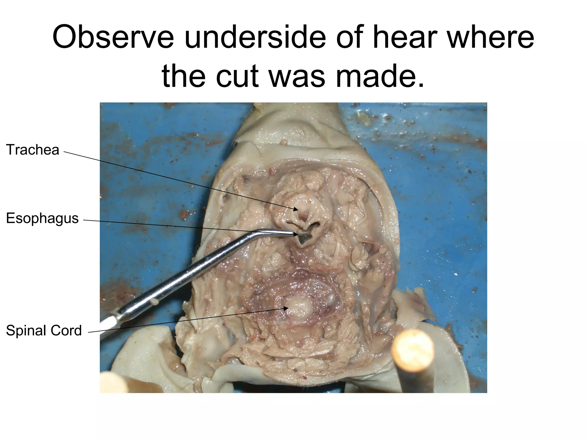 Observe underside of hear where
the cut was made.
Trachea
Esophagus
Spinal Cord
 