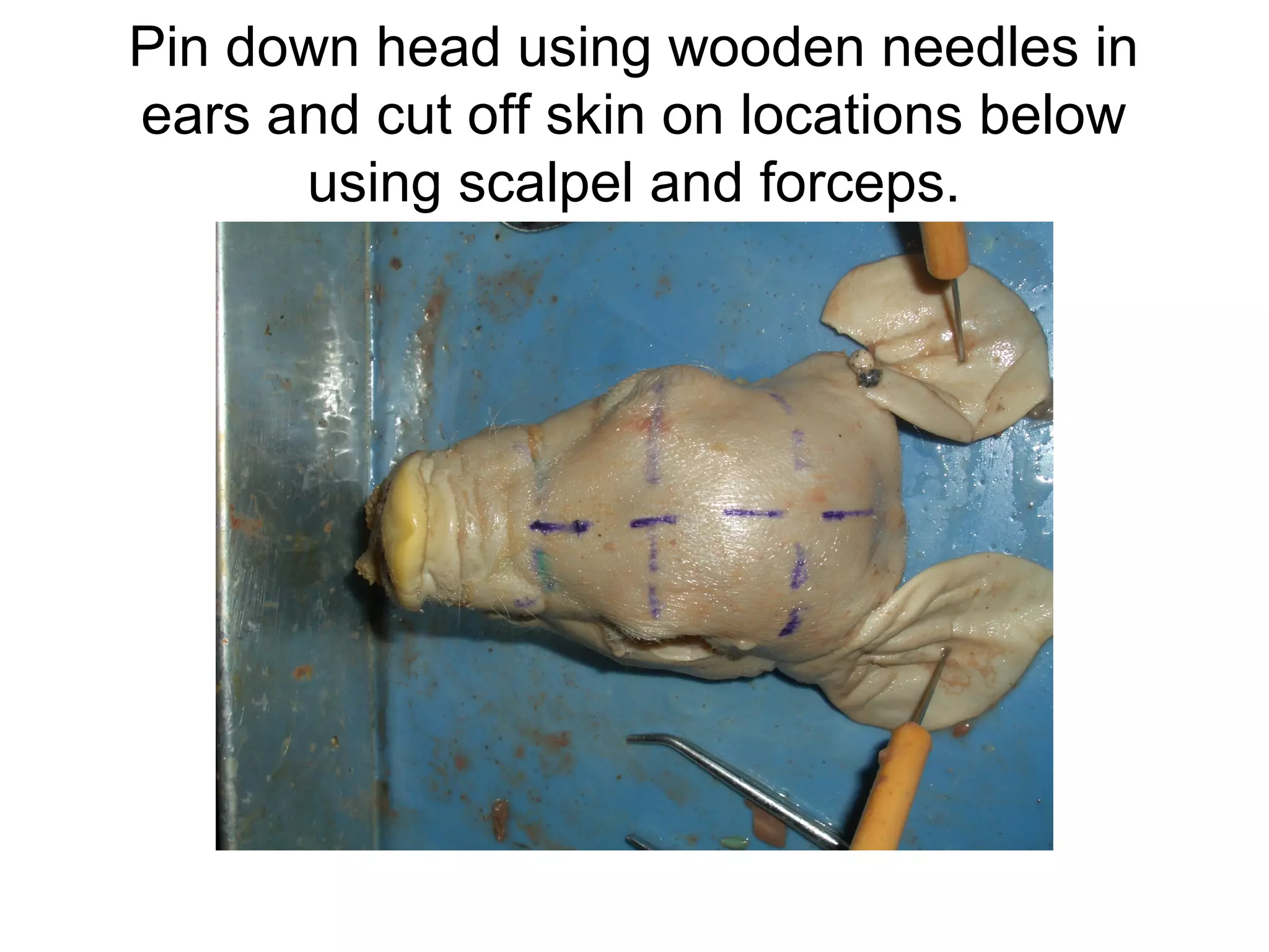 Pin down head using wooden needles in
ears and cut off skin on locations below
using scalpel and forceps.
 