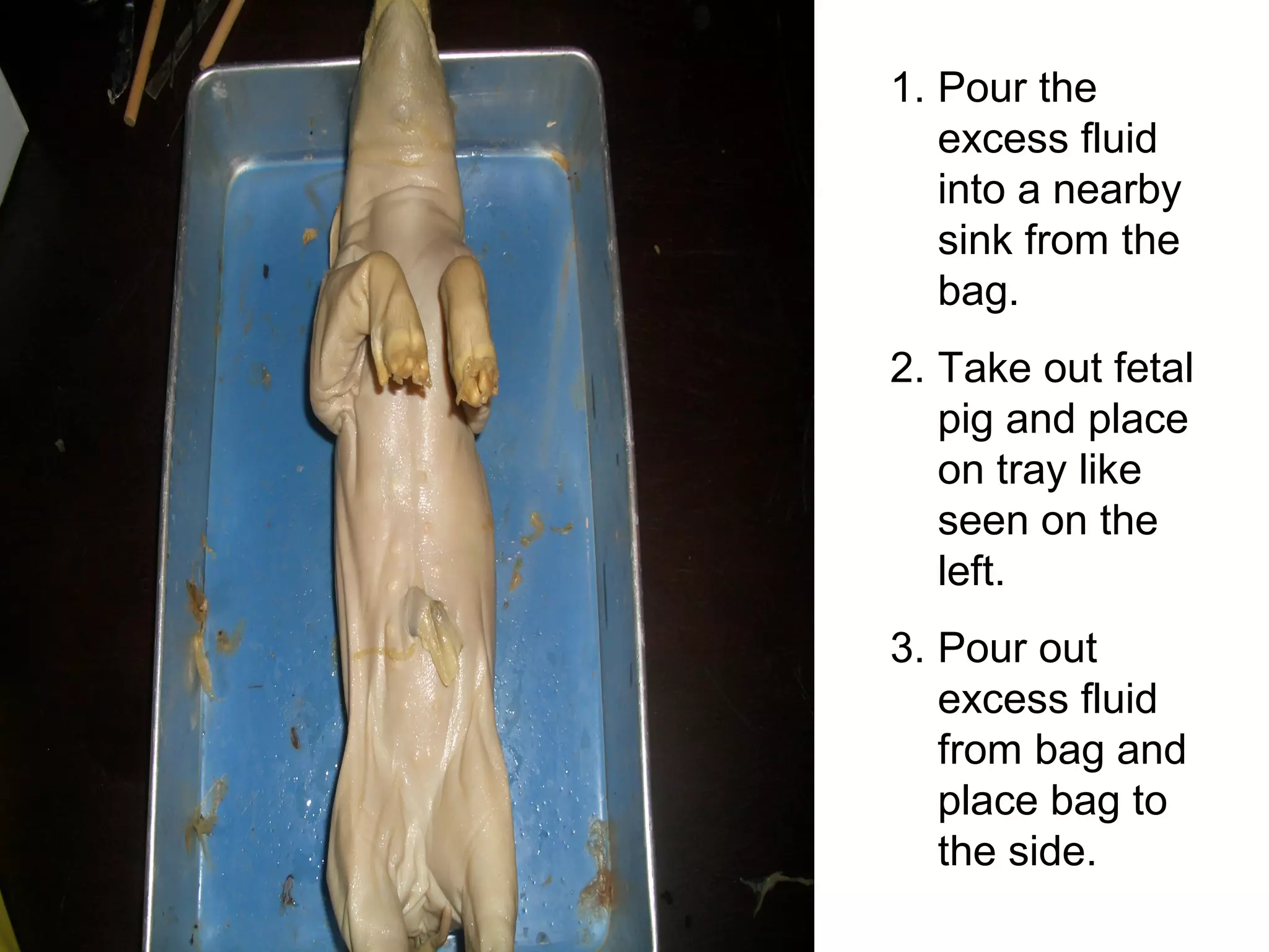 1. Pour the
excess fluid
into a nearby
sink from the
bag.
2. Take out fetal
pig and place
on tray like
seen on the
left.
3. Pour out
excess fluid
from bag and
place bag to
the side.
 