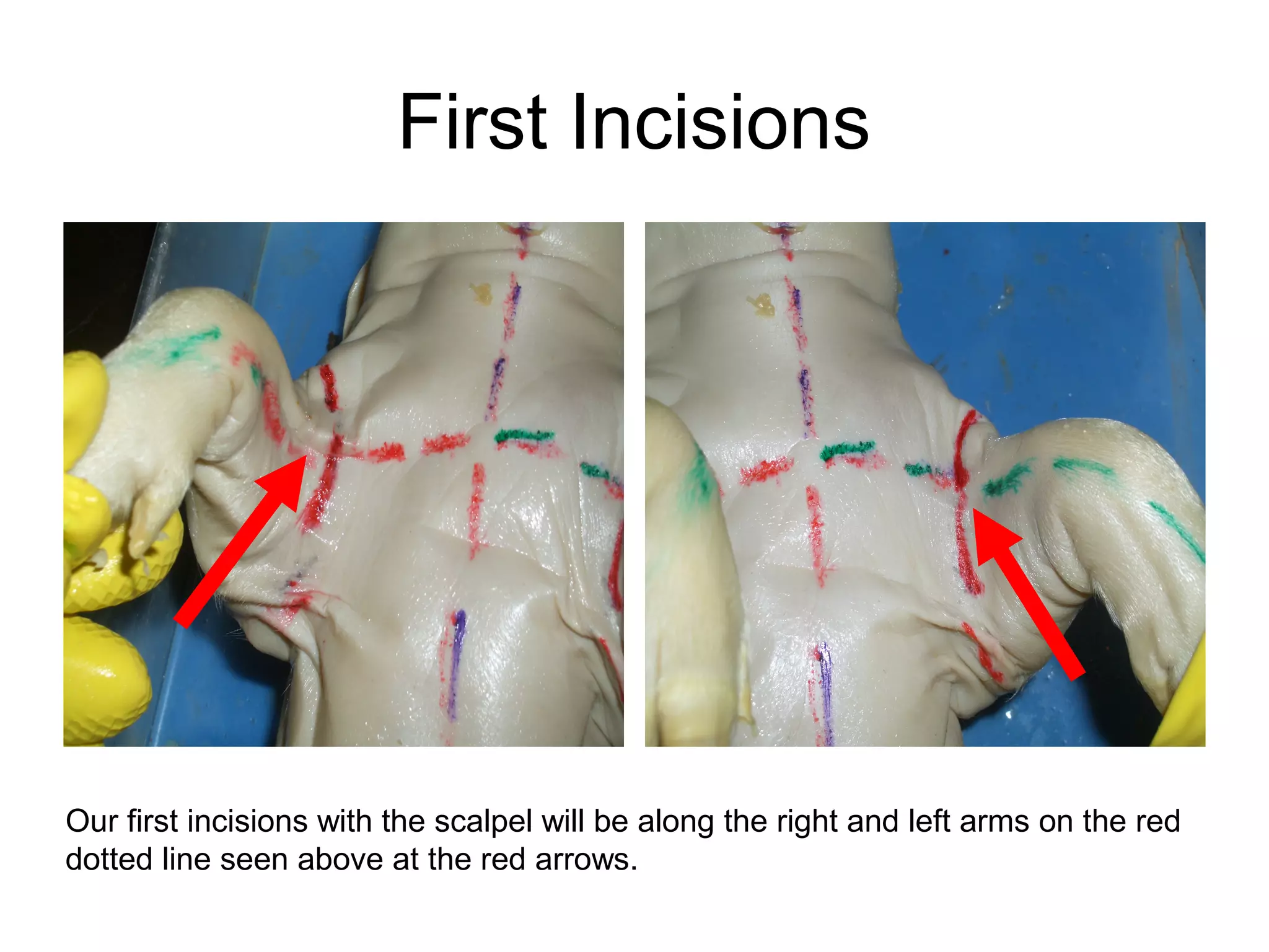 First Incisions
Our first incisions with the scalpel will be along the right and left arms on the red
dotted line seen above at the red arrows.
 