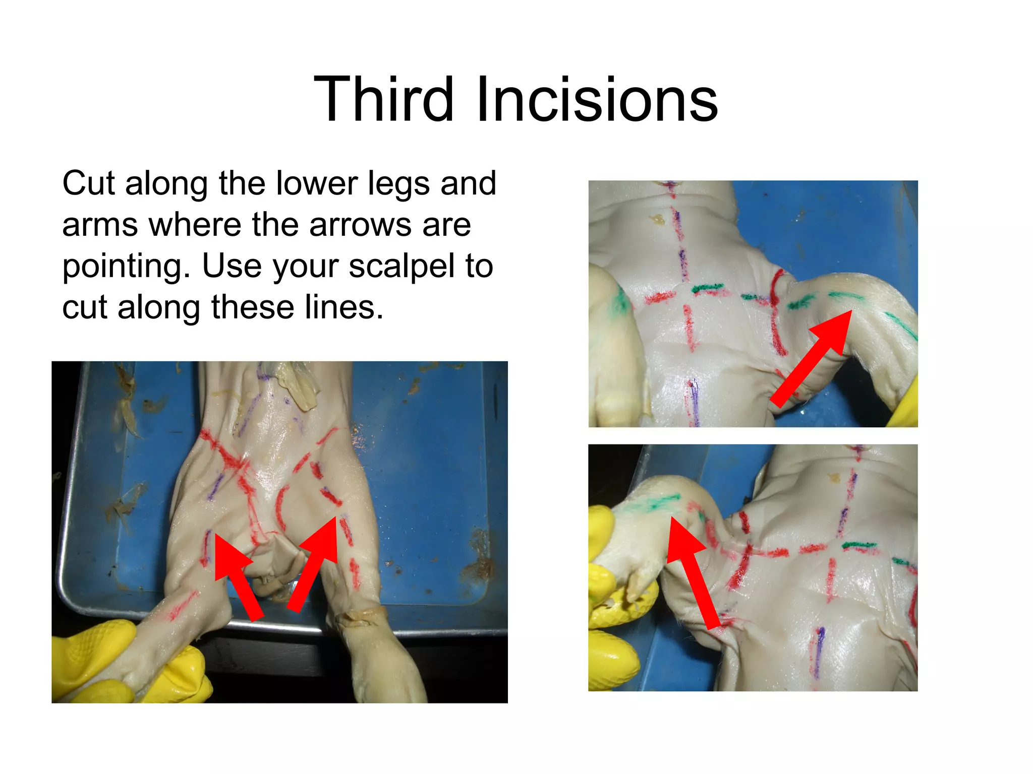 Third Incisions
Cut along the lower legs and
arms where the arrows are
pointing. Use your scalpel to
cut along these lines.
 