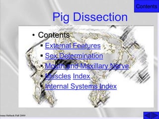 Contents
Pig Dissection
• Contents
 External Features
 Sex Determination
 Mouth and Maxillary Nerve
 Muscles Index
 Internal Systems Index
 