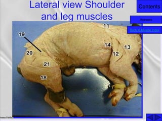 ContentsLateral view Shoulder
and leg muscles
Back to Muscle index
Answers
 