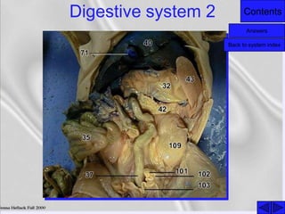 ContentsDigestive system 2
Answers
Back to system index
 