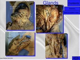 ContentsGlands
Answers
Back to system index
 