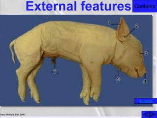 ContentsExternal features
Answers
 