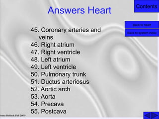 Contents
Answers Heart
45. Coronary arteries and
veins
46. Right atrium
47. Right ventricle
48. Left atrium
49. Left ventricle
50. Pulmonary trunk
51. Ductus arteriosus
52. Aortic arch
53. Aorta
54. Precava
55. Postcava
Back to heart
Back to system index
 