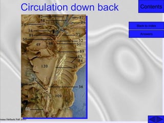 ContentsCirculation down back
Back to index
Answers
 