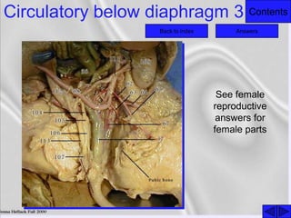 ContentsCirculatory below diaphragm 3
Back to index Answers
See female
reproductive
answers for
female parts
 