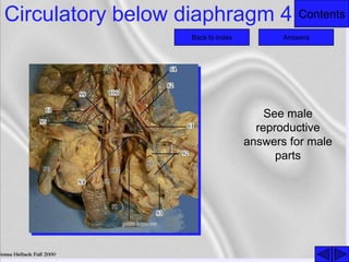 ContentsCirculatory below diaphragm 4
Back to index Answers
See male
reproductive
answers for male
parts
 