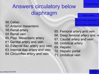 Contents
Answers circulatory below
diaphragm Back to index
Back to below diaphragm 1
56.Celiac
57.Anterior mesenteric
58.Renal artery
59.Renal vein
60.Post. Mesenteric artery
61.Genital artery and vein
62.External iliac artery and vein
63.Internal iliac artery and vein
64.Circumflex artery and vein
65. Femoral artery and vein
66. Deep femoral artery and ve
67. Caudal artery and vein
68. Umbilical artery
69. Hepatic
70. Hepatic portal
71. Umbilical vein
Back to below diaphragm 2
 