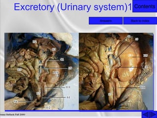 ContentsExcretory (Urinary system)1
Back to indexAnswers
 