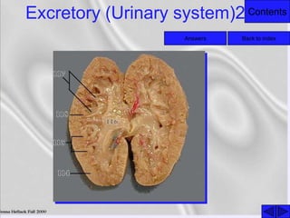 ContentsExcretory (Urinary system)2
Back to indexAnswers
 