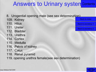 ContentsAnswers to Urinary system
8. Urogential opening male (see sex determination)
109. Kidney
110. Hilus
111. Ureter
112. Bladder
113. Urethra
114. Cortex
115. Medulla
116. Pelvis of kidney
117. Calyx
118. Renal pyramid
119. opening urethra female(see sex determination)
Back to excretory 1
Back to excretory 2
Back to index
 