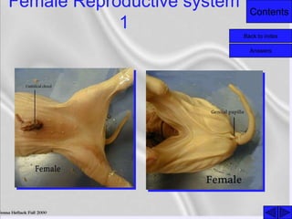 Contents
Female Reproductive system
1
Back to index
Answers
 
