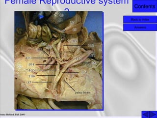 Contents
Female Reproductive system
2
Back to index
Answers
 